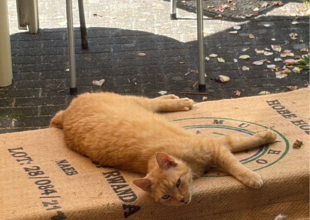 Was mein Kater mich über den Daoismus&nbsp;lehrte